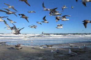 Uma praia com gaivotas, ondas e um píer ao fundo.