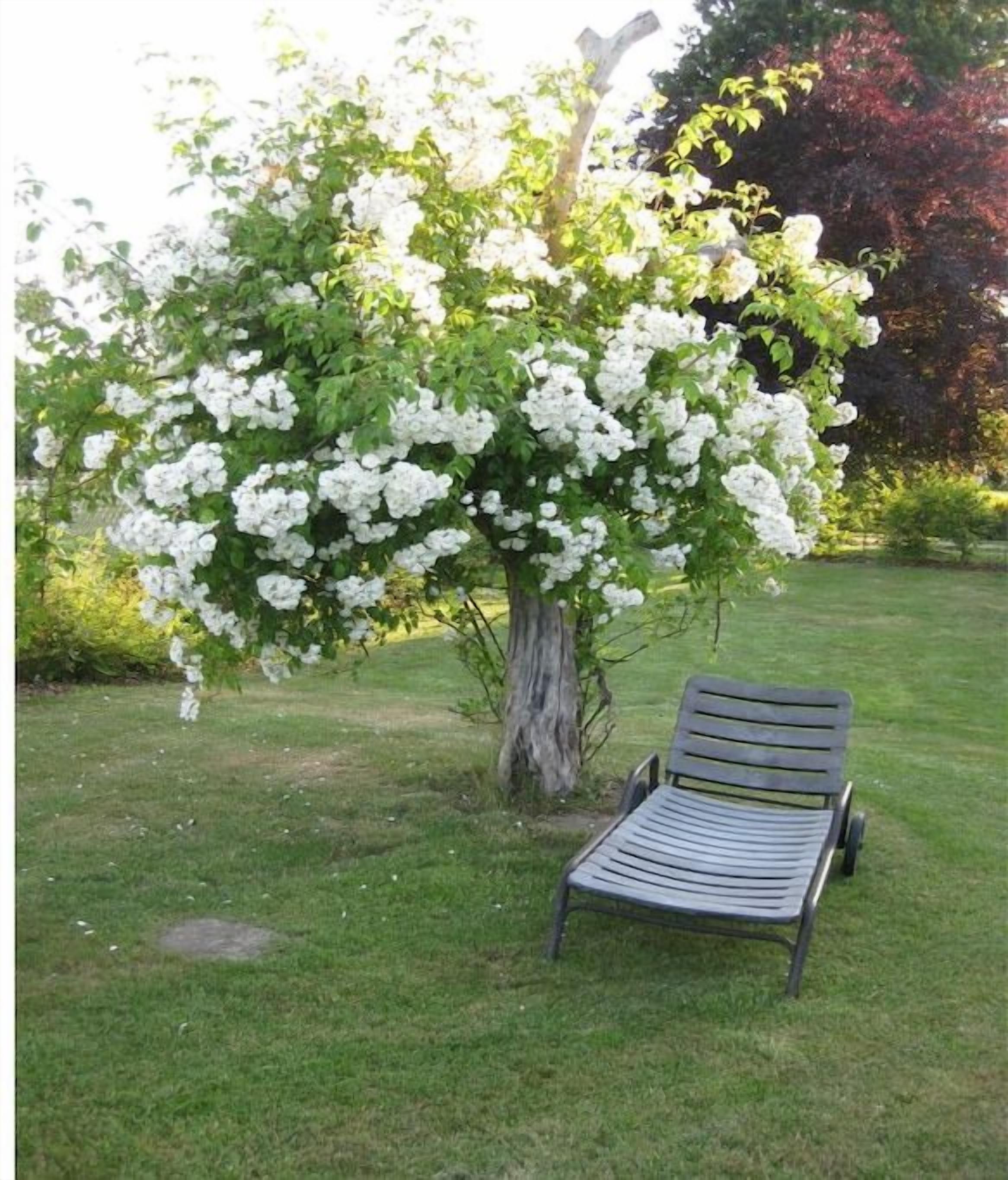 A garden with a bench and a tree with white flowers.