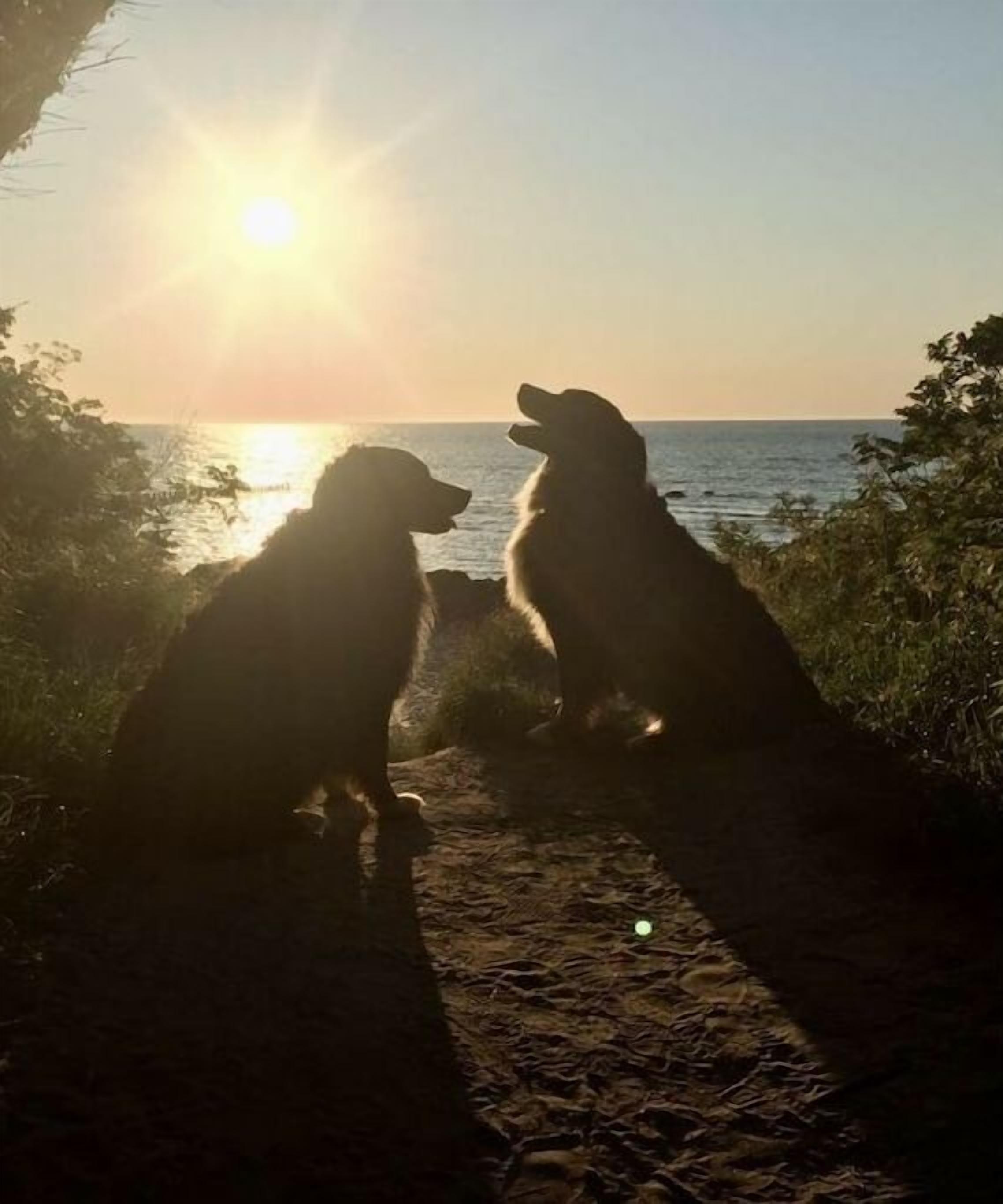 Twee honden zitten op een pad, met een zonsondergang op de achtergrond.