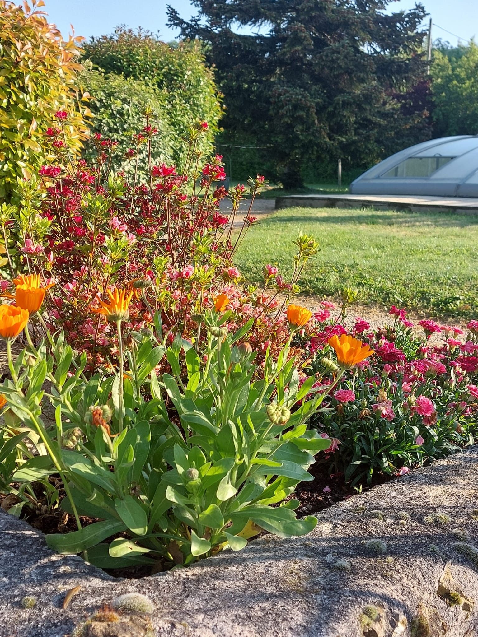 Un jardin où l’on peut admirer différentes plantes à fleurs, avec une serre en arrière-plan.