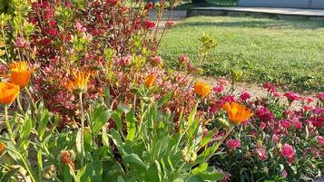 Un jardin où l’on peut admirer différentes plantes à fleurs, avec une serre en arrière-plan.