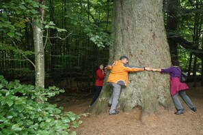 Trois personnes s’accrochent au tronc d’un arbre dans une zone boisée.