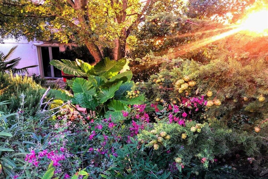 A garden with various plants and flowers, a small structure, and a tree with sunlight filtering through.