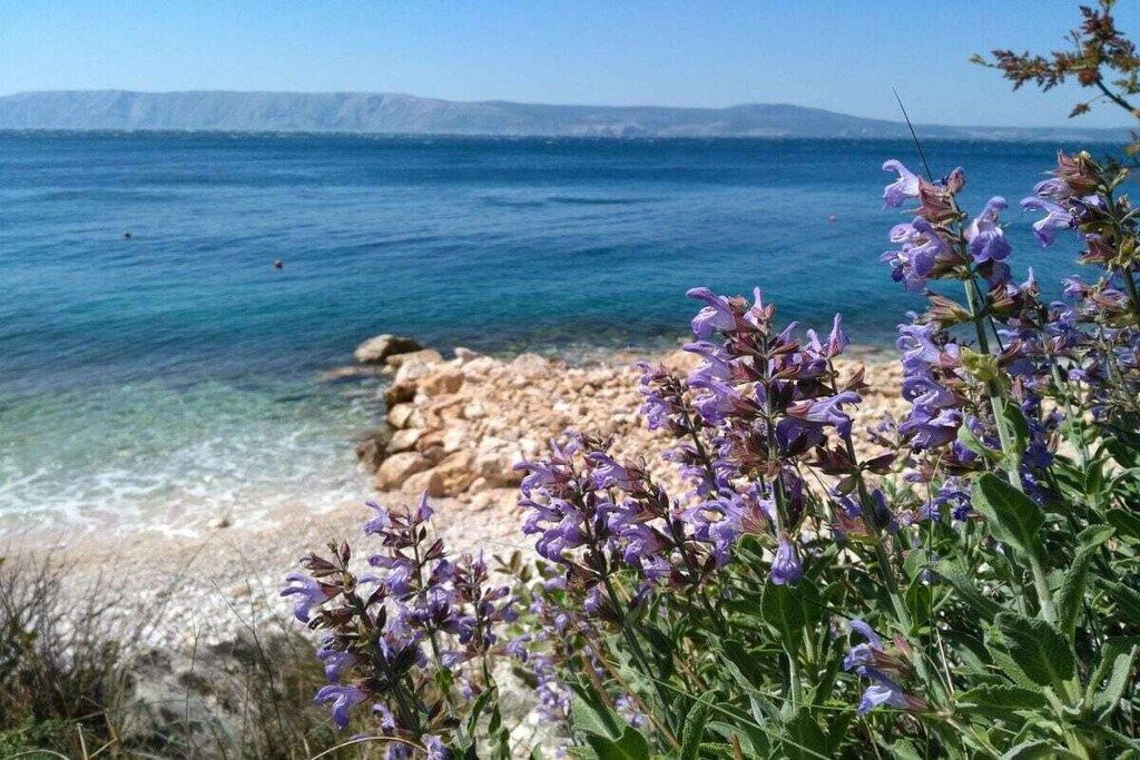 A coastal landscape with clear water, rocky shore, and purple flowers in the foreground.