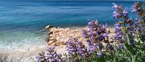 A coastal landscape with clear water, rocky shore, and purple flowers in the foreground.