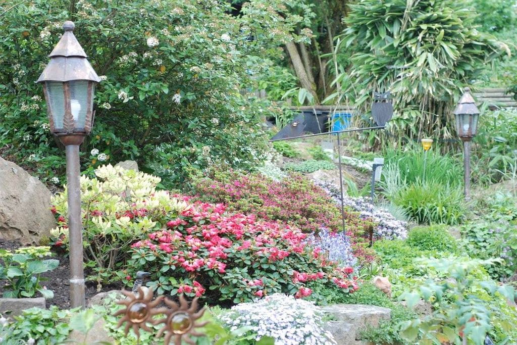 A garden with various plants and a pathway.