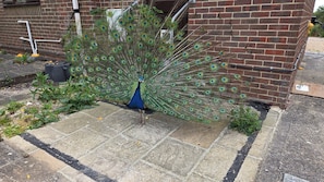 A peacock with a fully fanned tail standing on a stone-paved area next to a brick wall. - Killymoon Lodge – Luxury Adults-Only Escape with Private Hot Tub (Newport)