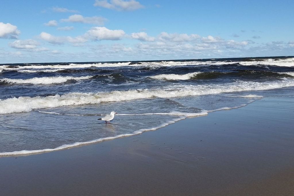 A beach with waves and a seagull on the sand.