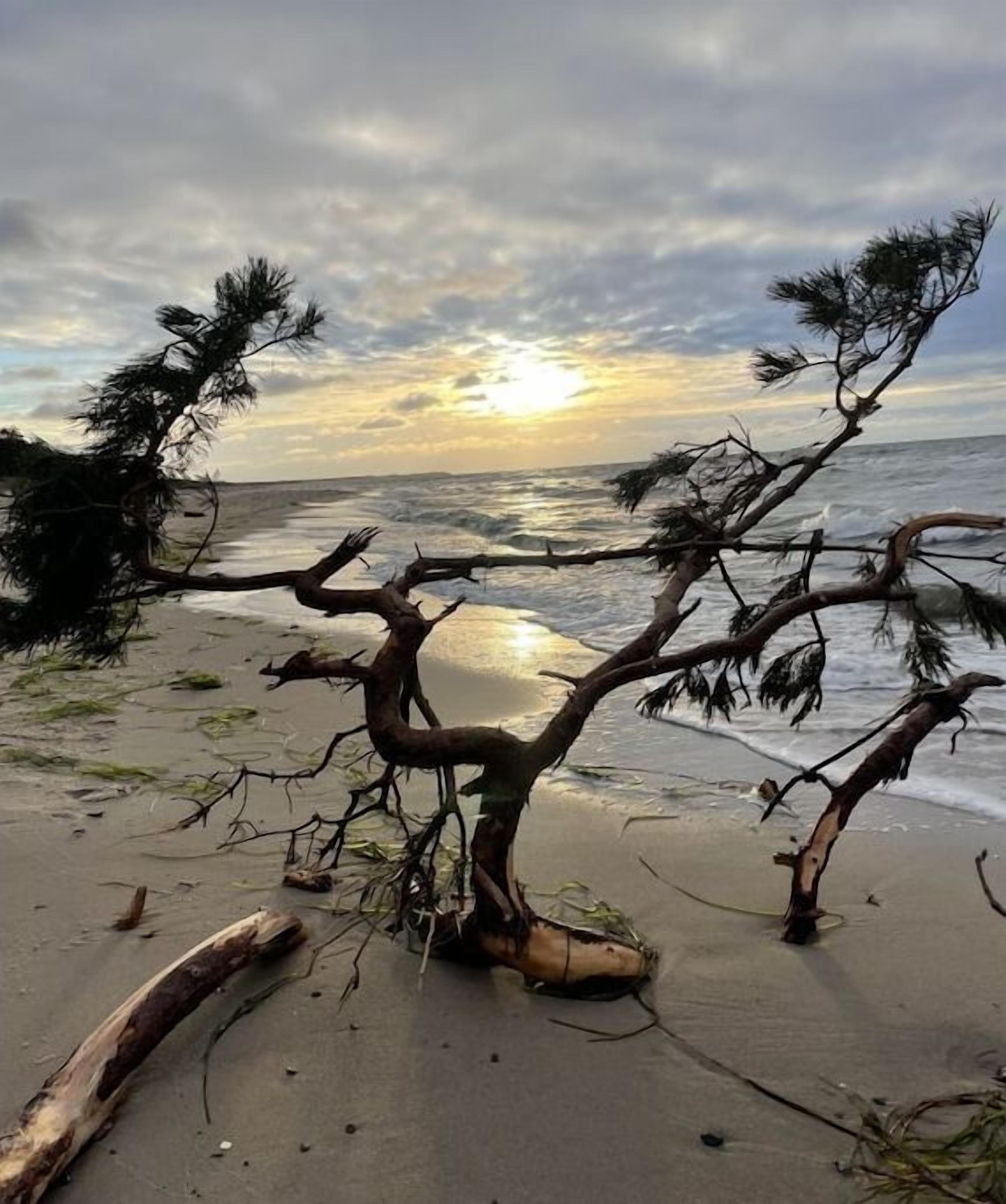 A beach scene with a fallen tree and calm sea under a cloudy sky.
