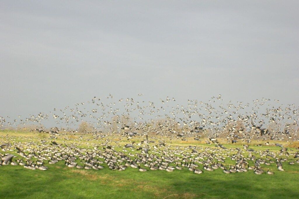 Un gran grupo de pájaros en un campo cubierto de hierba.