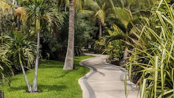 Un sendero sinuoso bordeado de exuberante vegetación y palmeras.