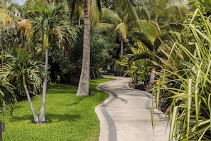 A curved pathway surrounded by lush greenery and palm trees.
