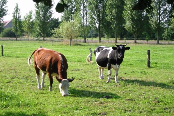 Um campo gramado com duas vacas, uma marrom e outra preta e branca, e uma cerca ao fundo.