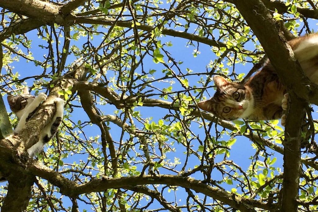 A tree with branches and leaves.