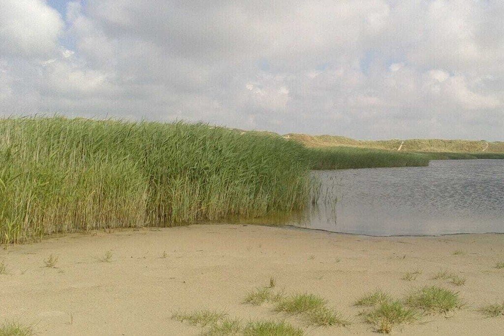 A sandy beach with tall grass and a calm body of water.