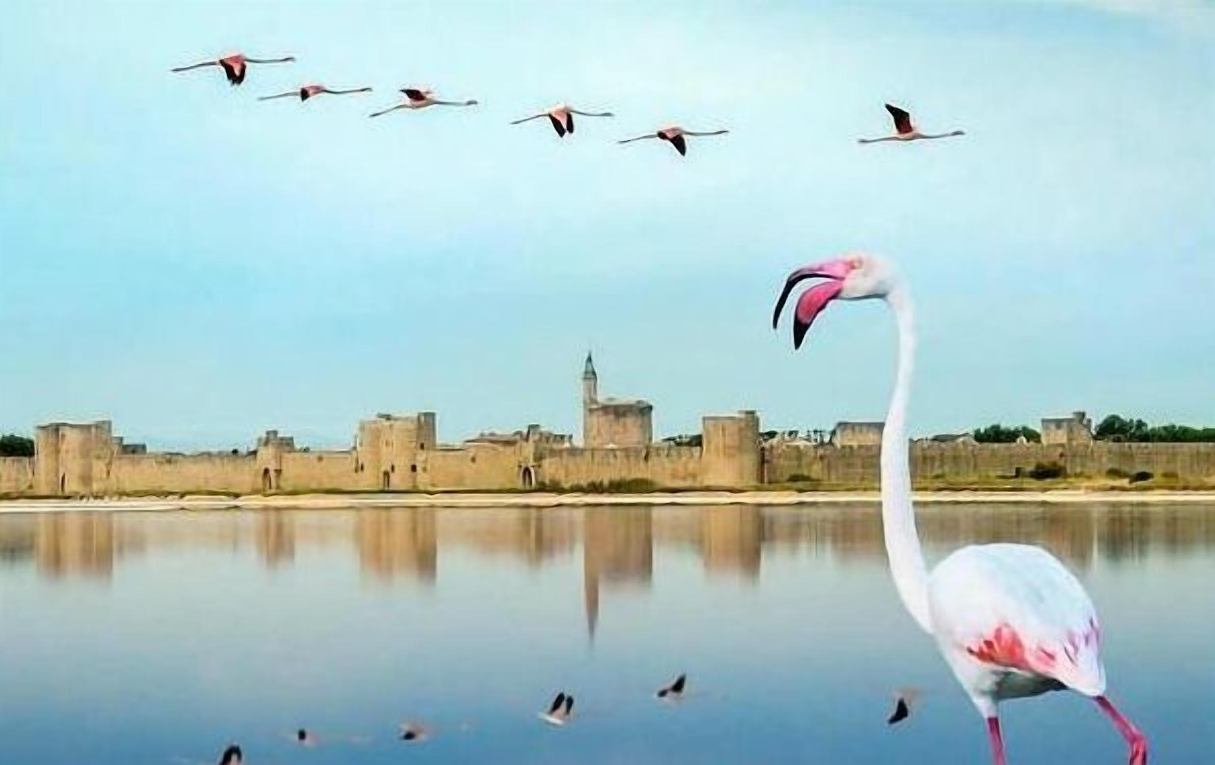 Ruhige Wasserfläche mit einem Flamingo und mehreren fliegenden Vögeln, einem entfernten Gebäude und blauem Himmel.
