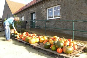 A person arranging pumpkins on a wooden pallet outside a brick building with a green railing. - Holiday apartment in Rees with swimming pool (Rees)