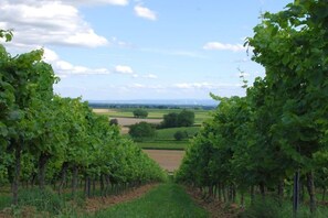 A vineyard with rows of grapevines. - Holiday apartment with 3 bedrooms (Impflingen)