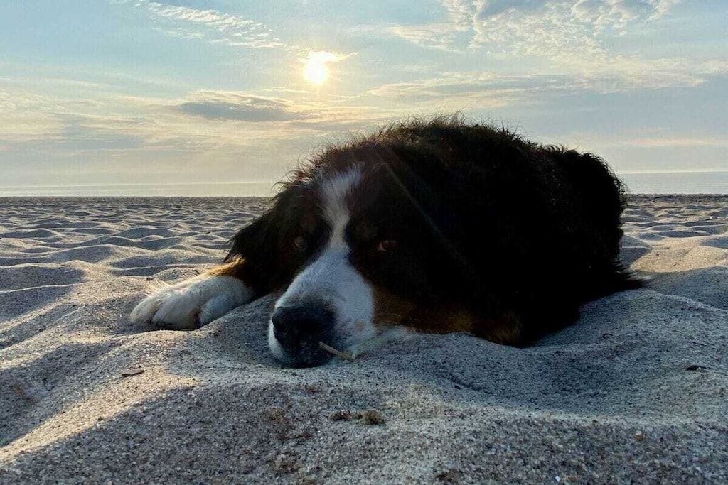 Ein Hund liegt im Sand.