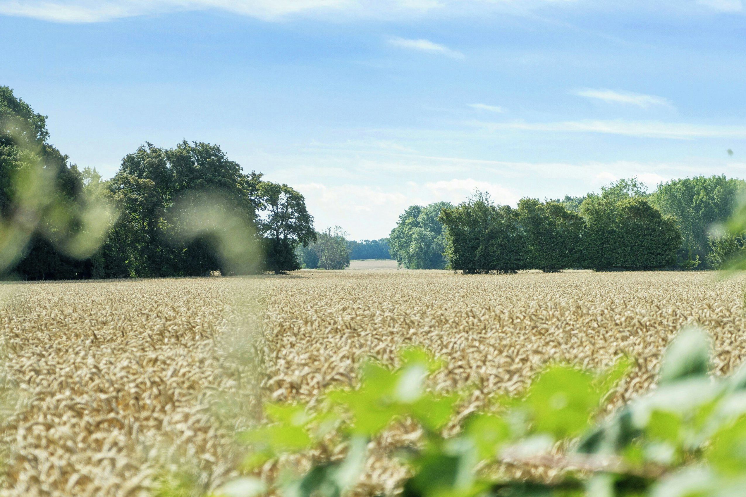 Un champ de blé avec des arbres en arrière-plan.