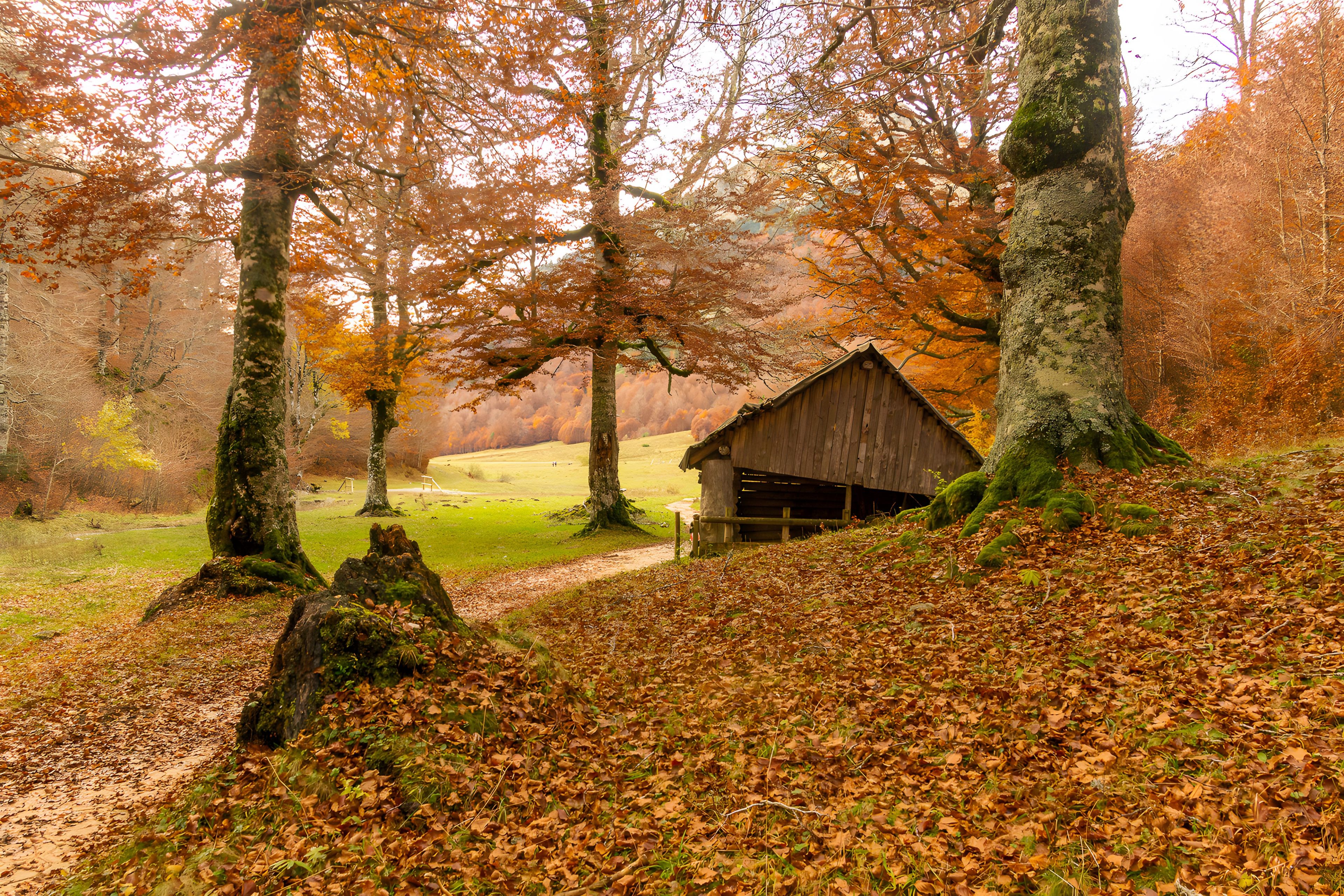 Una cabana de fusta rústica envoltada d'arbres amb fulles d'octubre, un camí de terra que hi mena i un prat amb herba al fons.