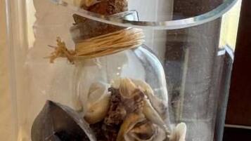 Un florero de vidrio transparente con conchas marinas y arena.