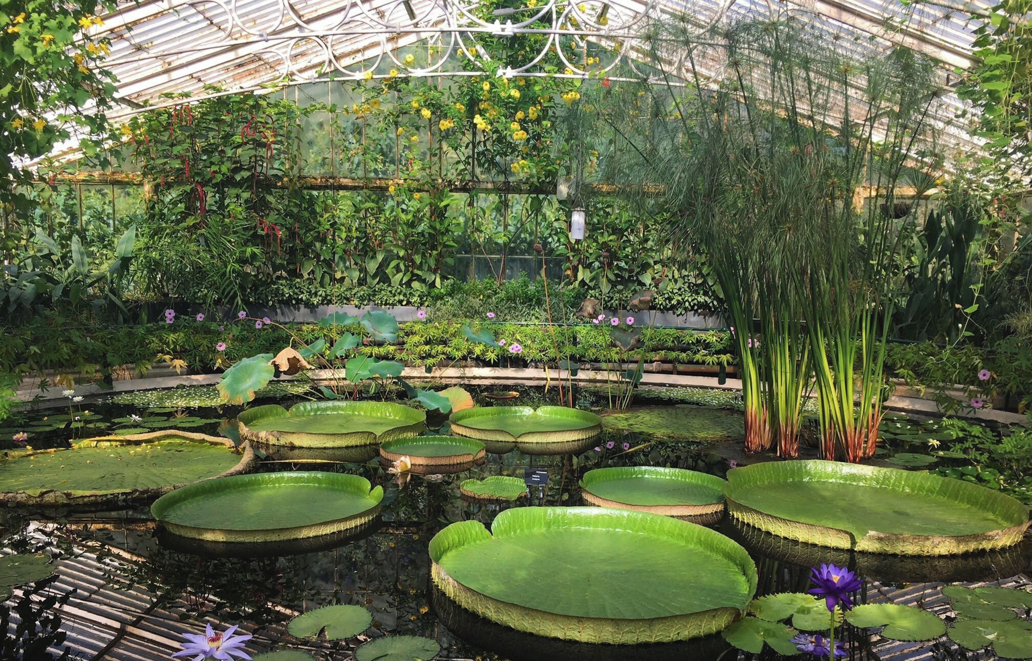 A greenhouse with a variety of plants, including flowering plants and tall grasses.