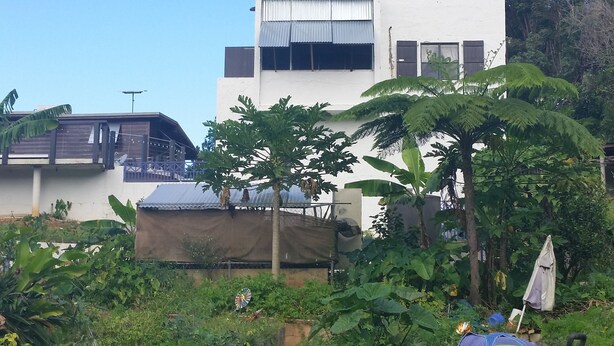 Una persona fent jardí en una zona frondosa, amb un edifici al fons.