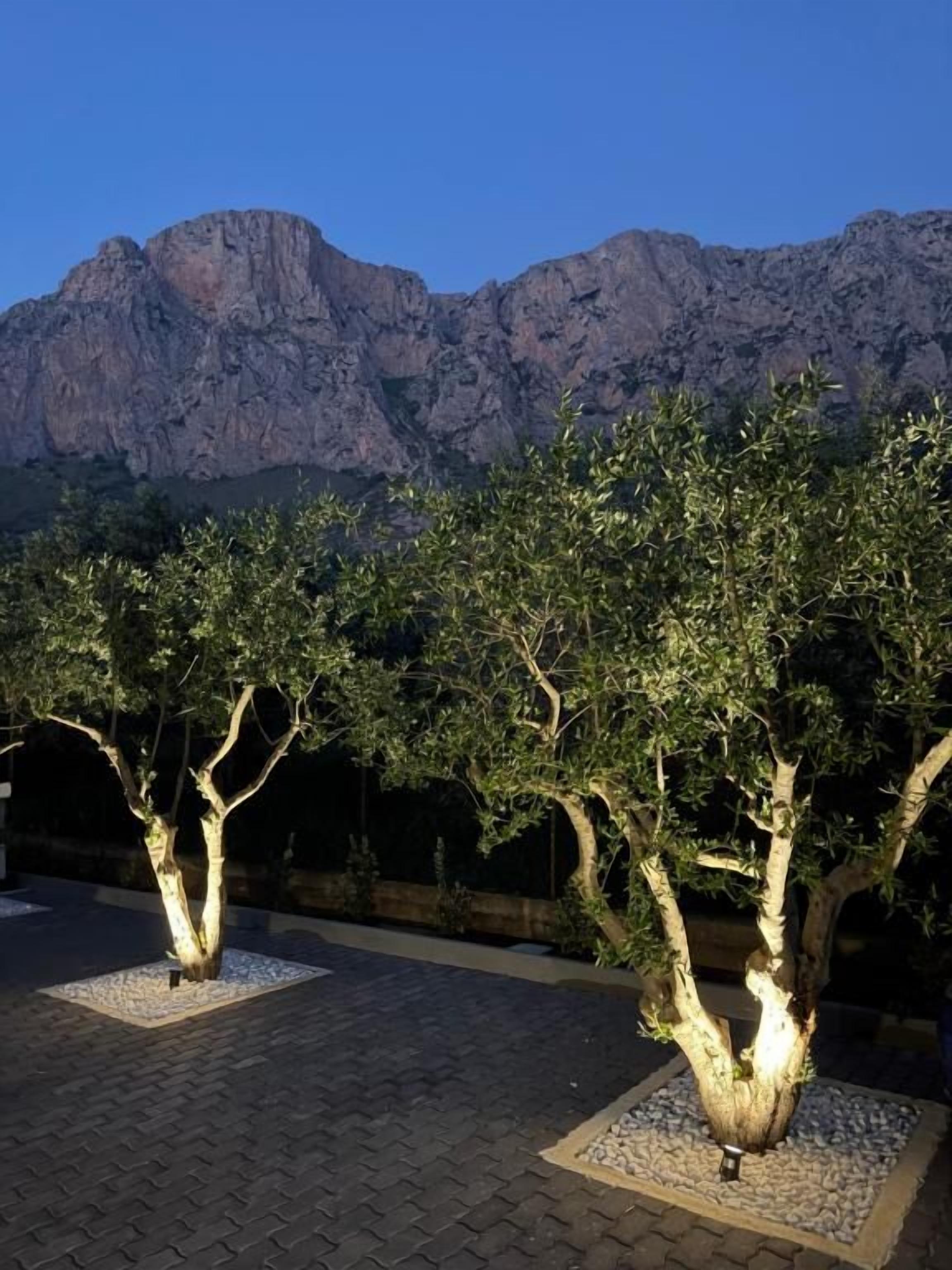 A paved outdoor area with trees and a mountainous backdrop.