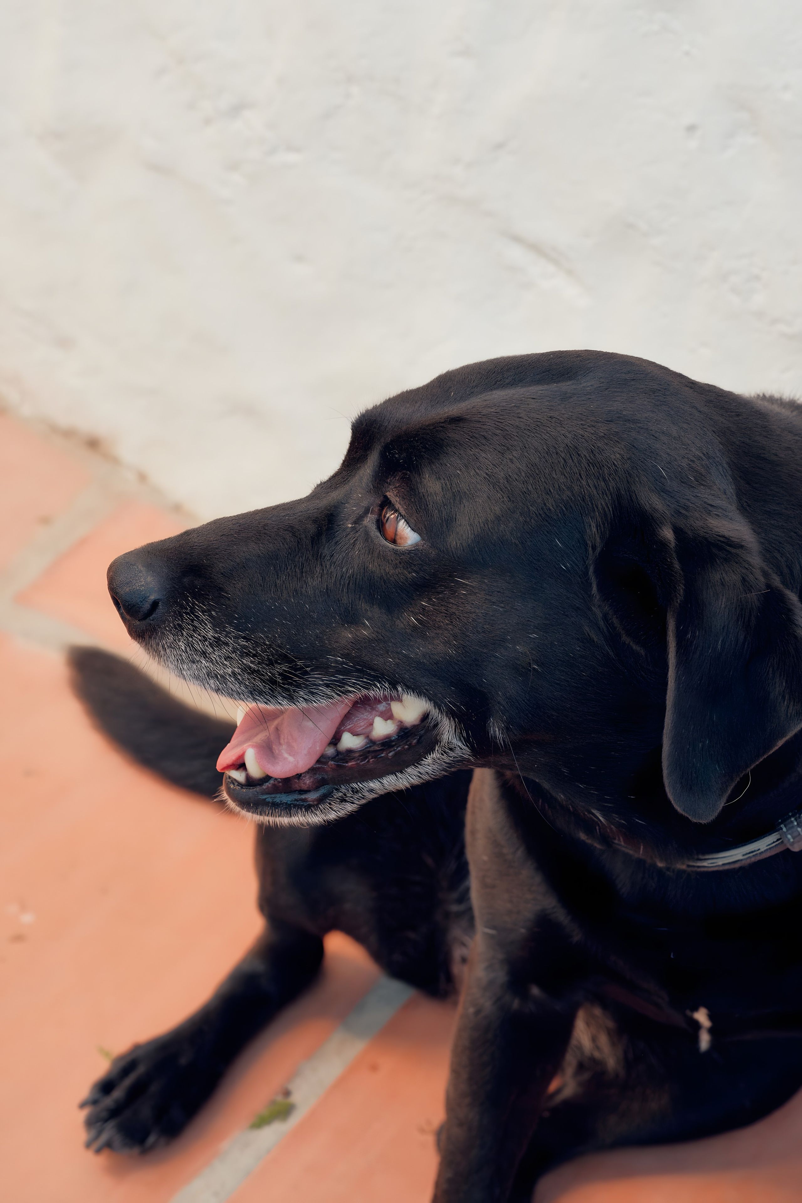 Ein schwarzer Hund sitzt auf einem Fliesenboden.