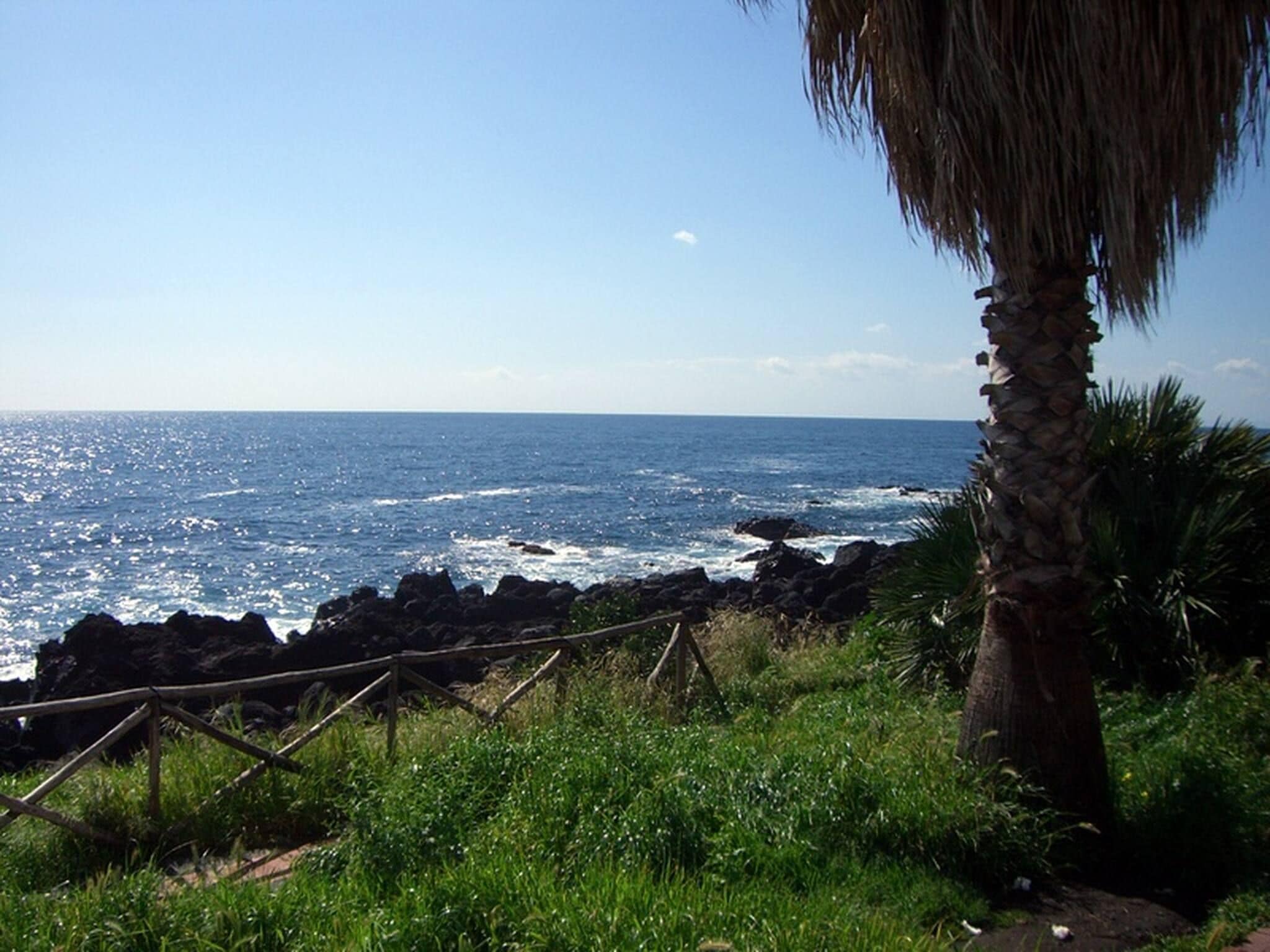A coastal view with a clear sky, ocean waves, and a palm tree.