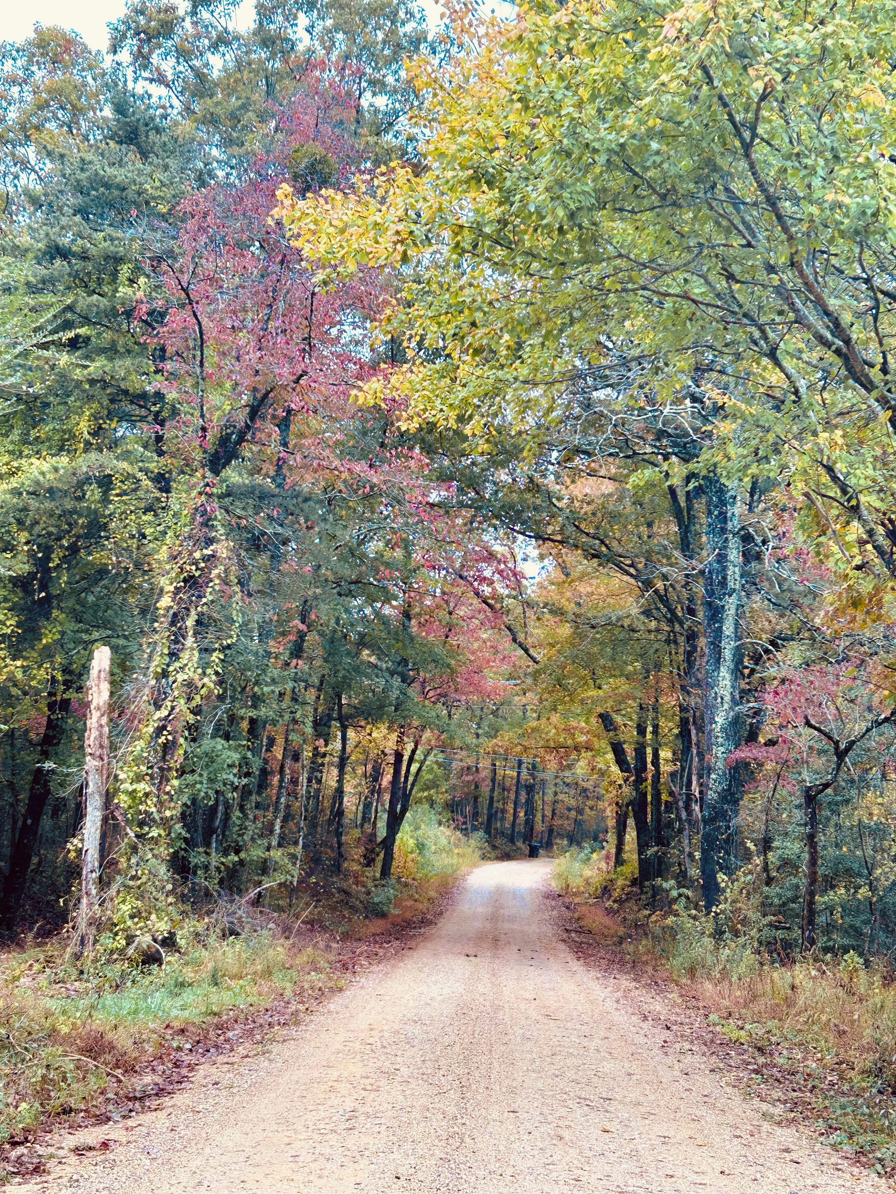 A dirt road flanked by trees with autumn foliage.
