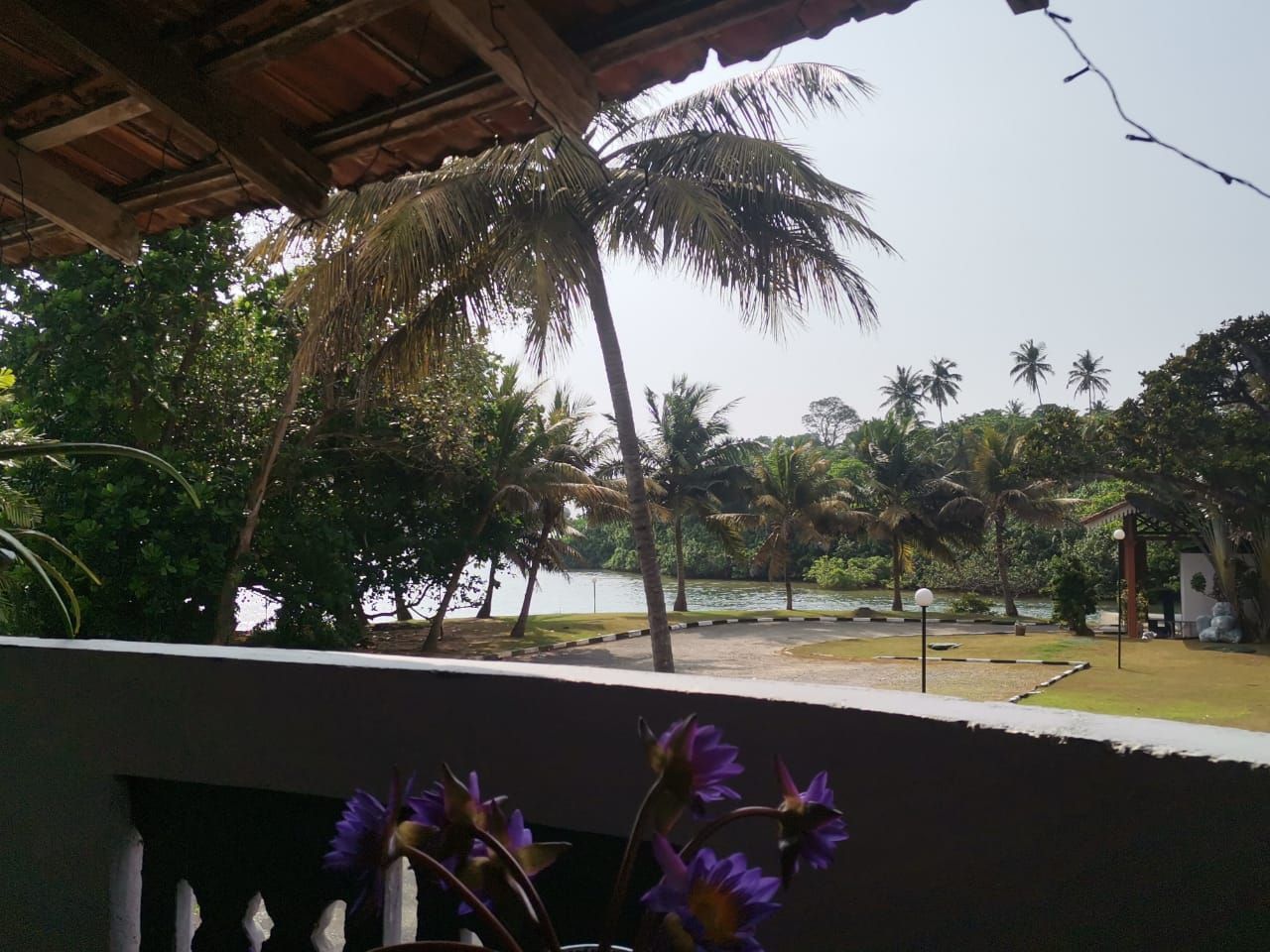 Vista de un jardín tropical con palmeras y un cuerpo de agua.