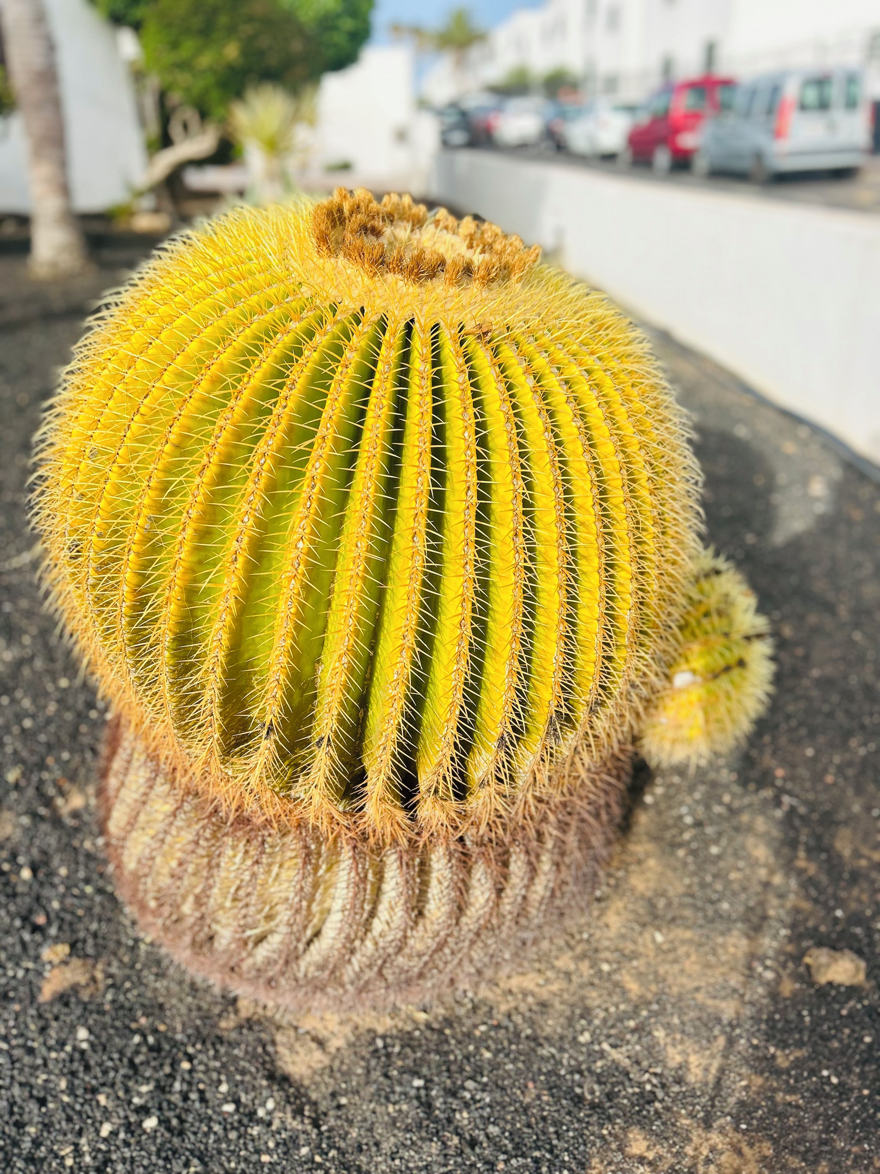 Un gros plan d’un cactus aux arêtes et aux épines bien visibles.