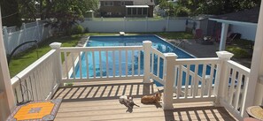 A backyard with a swimming pool, a wooden deck, and two dogs.