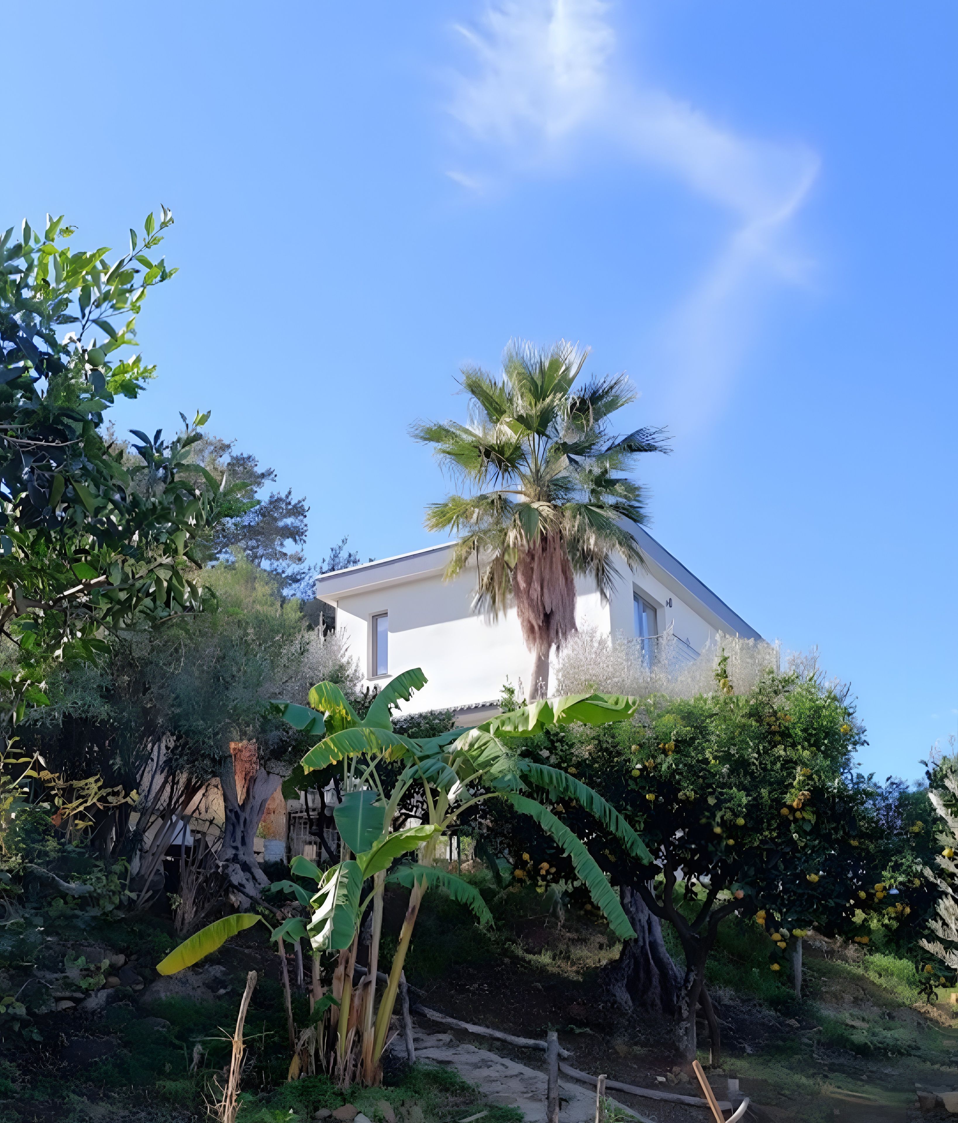 Una casa con fachada blanca, rodeada de abundante vegetación y una palmera.
