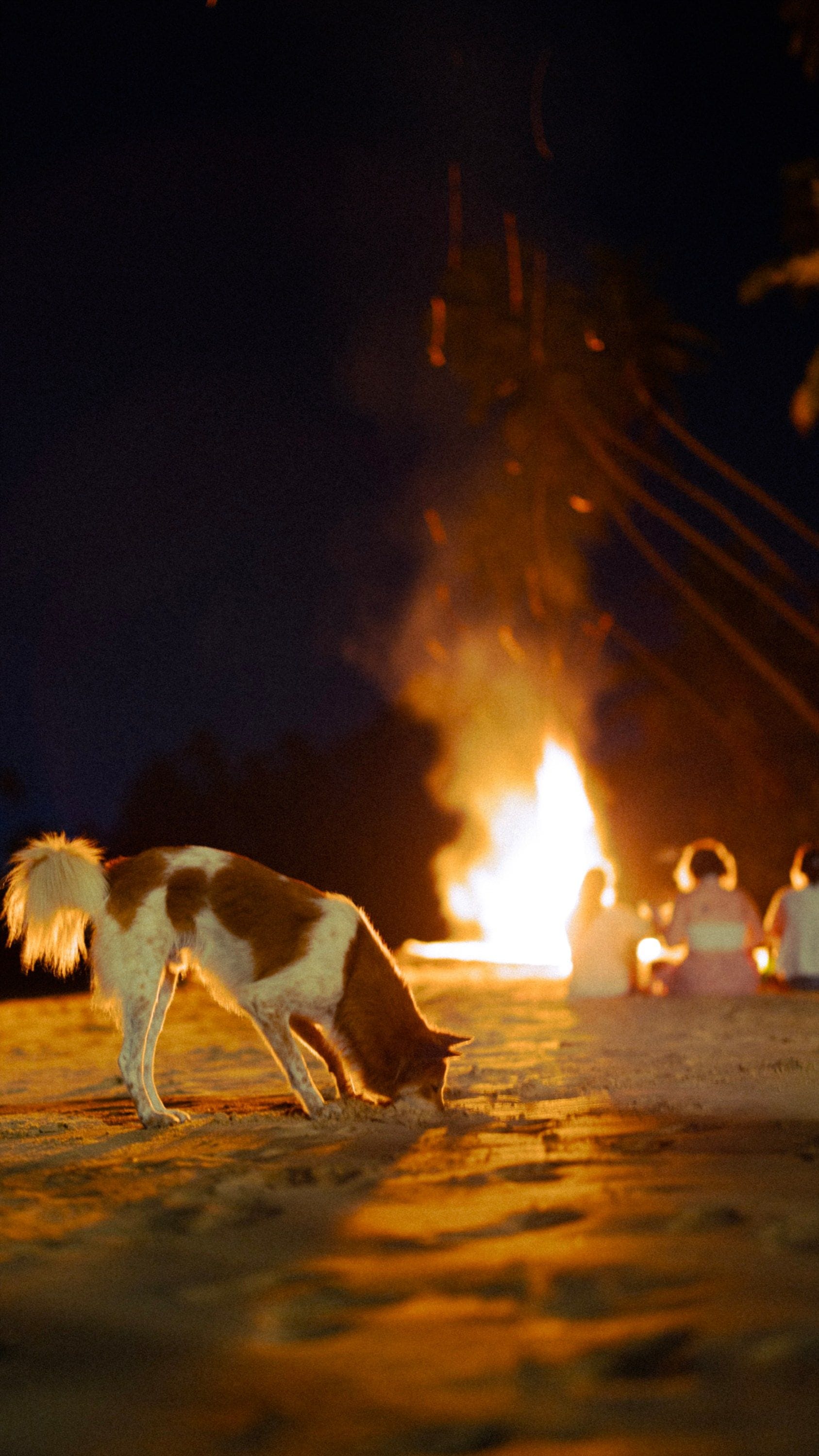 A dog near a fire at night.
