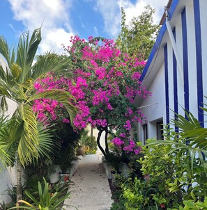 A pathway flanked by lush greenery and vibrant pink bougainvillea flowers leading to a building with blue and white vertical stripes. - Villa Sunray. Entire 5 bedroom Villa with private pool and beach (Q.R.)