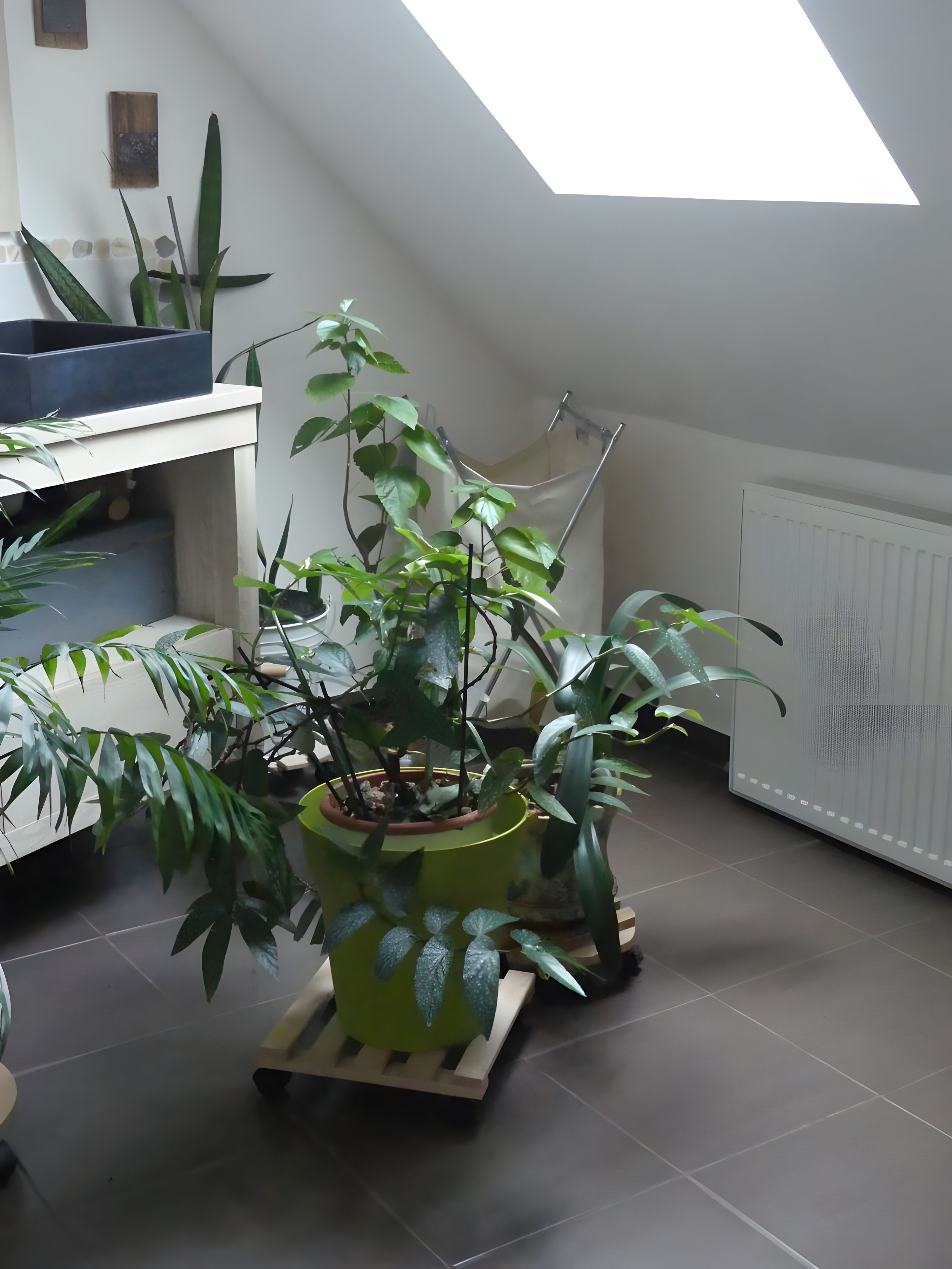 Een kamer met een dakraam, een kamerplant op een houten standaard en een radiator.