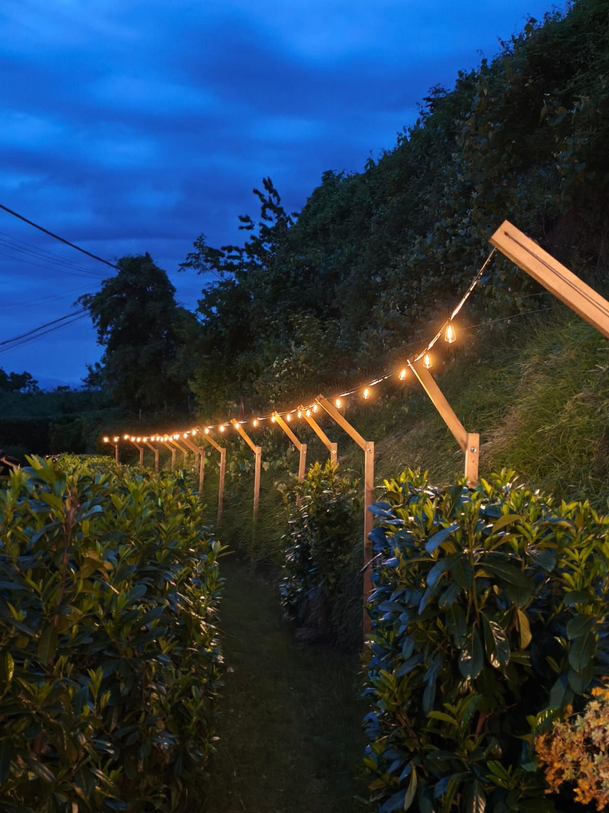 A pathway lined with string lights and wooden posts, surrounded by greenery.