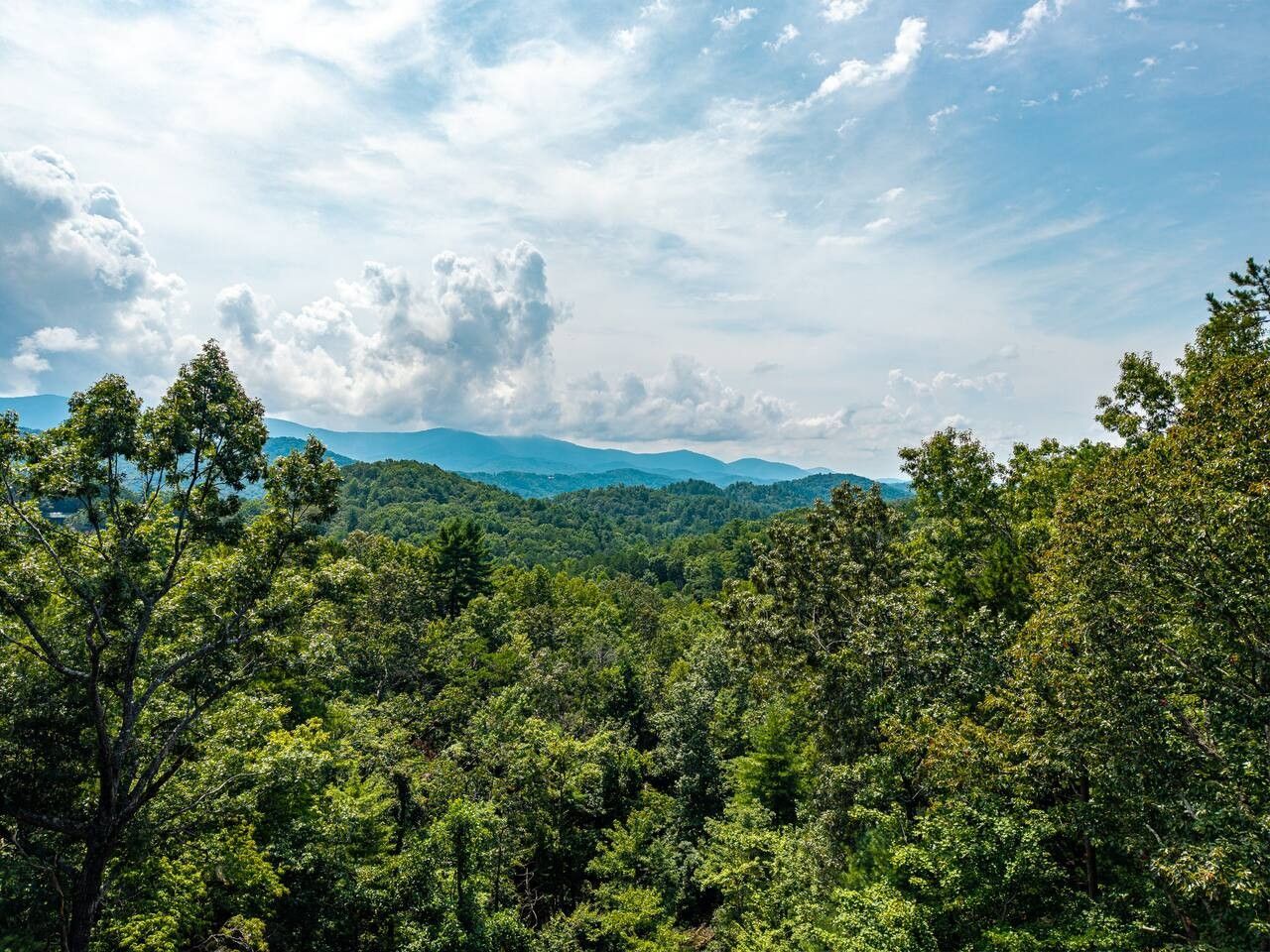 A dense forest with a mountain range in the background.
