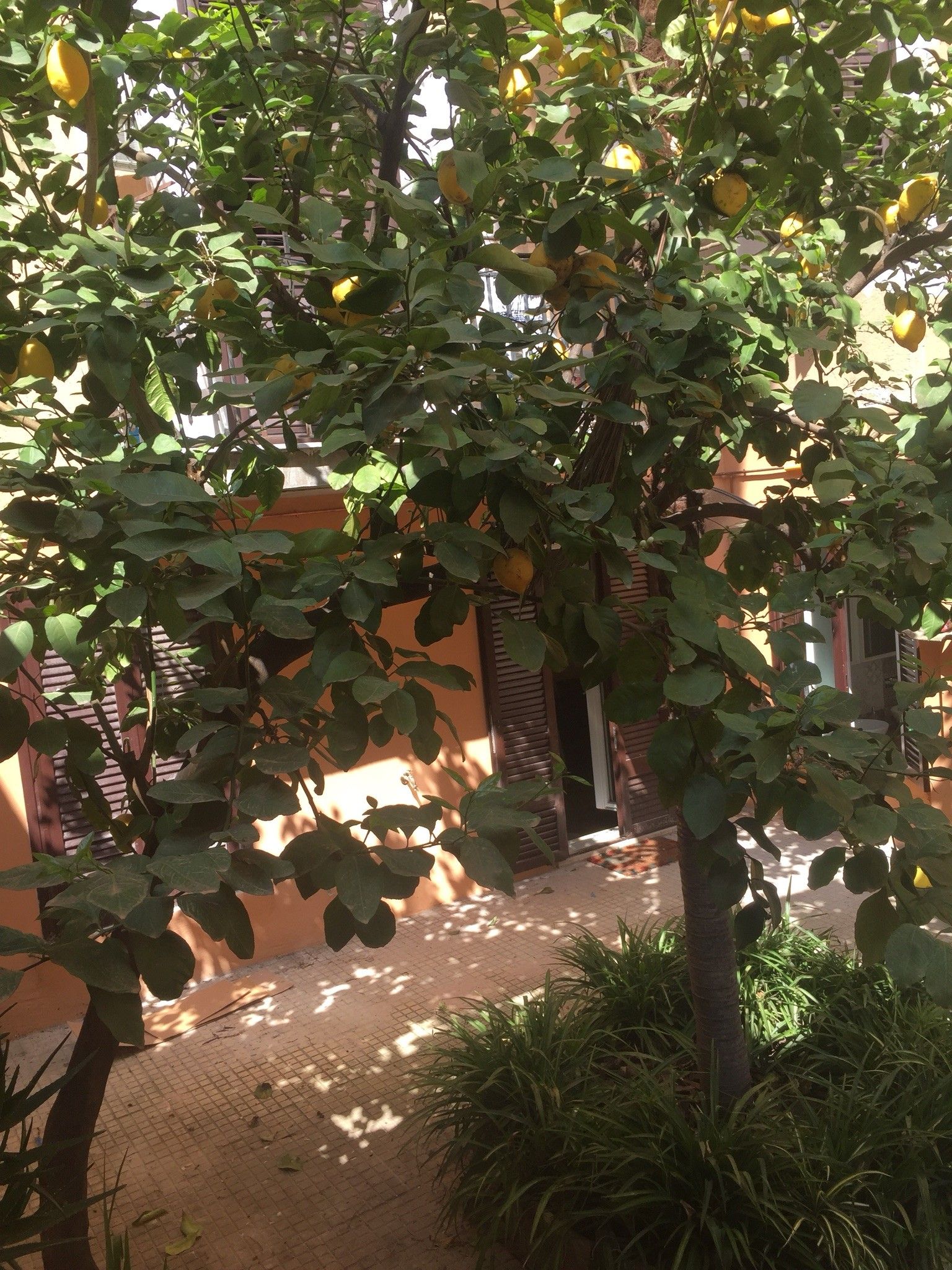 Un cortile con un limone, pavimento piastrellato e un edificio con porta e finestre.