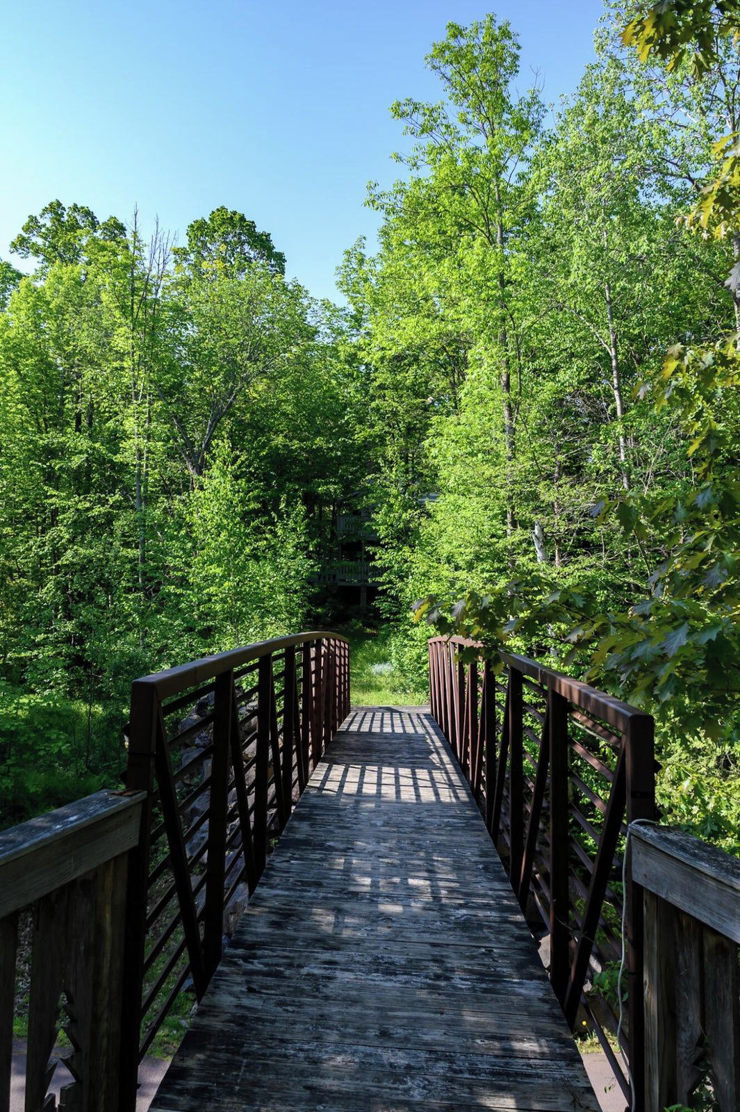 A wooden bridge surrounded by dense green foliage.