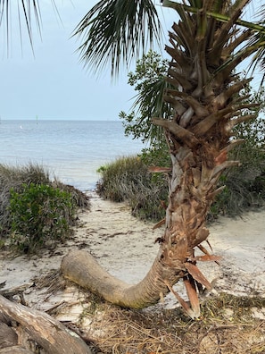 Eine Strandansicht mit einer Palme, einem Sandweg und Blick aufs Meer.