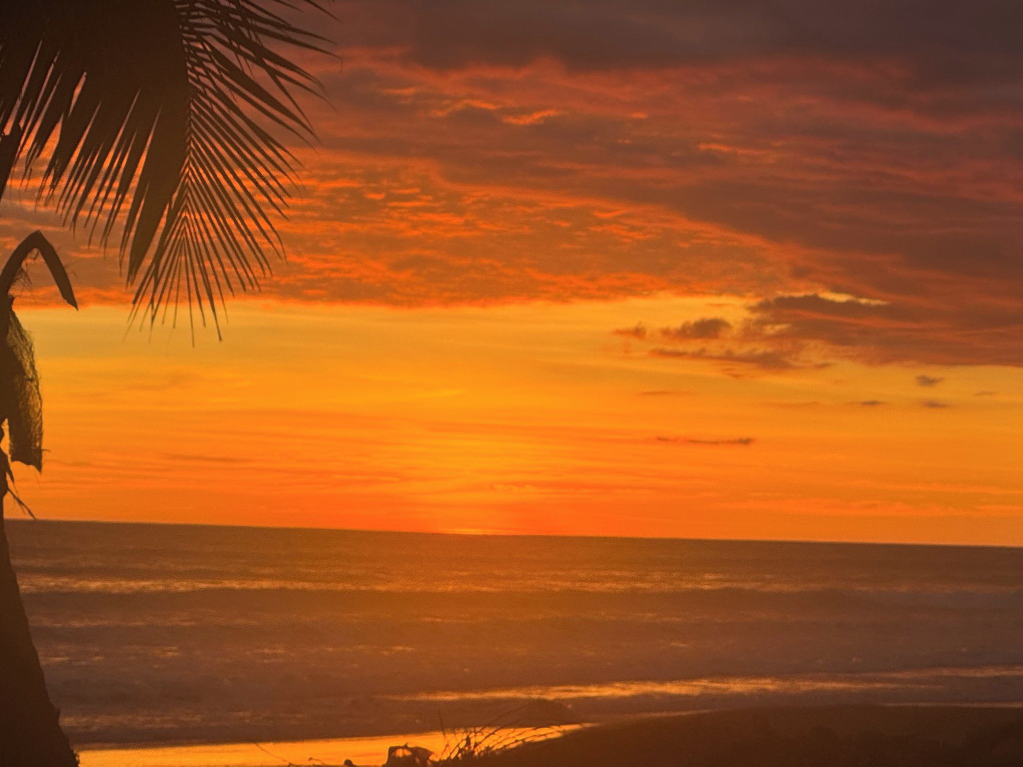 Ein Sonnenuntergang über dem Meer mit der Silhouette einer Palme.
