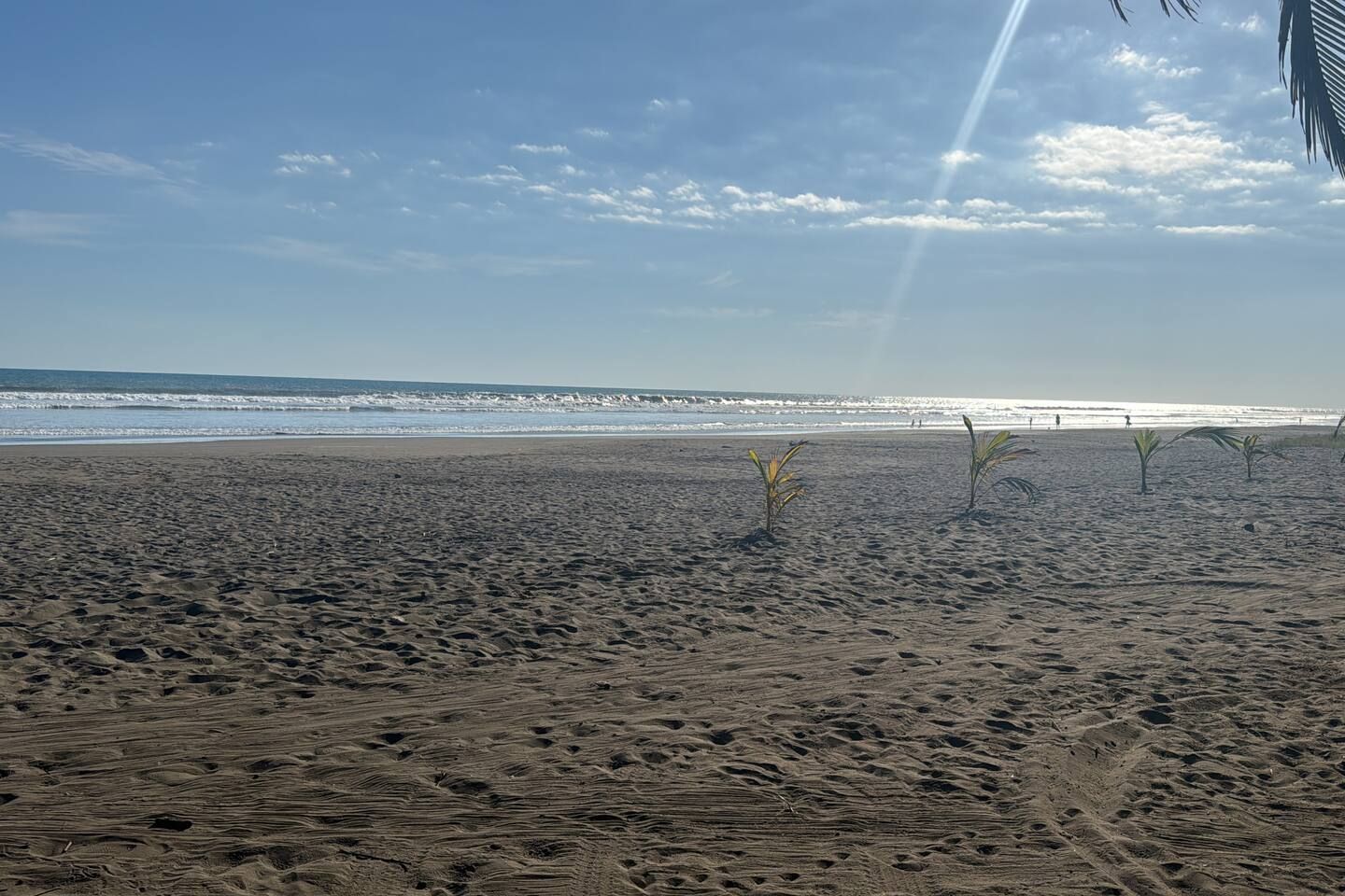 Ein sandiger Strand mit Fußabdrücken und kleinen Palmen.