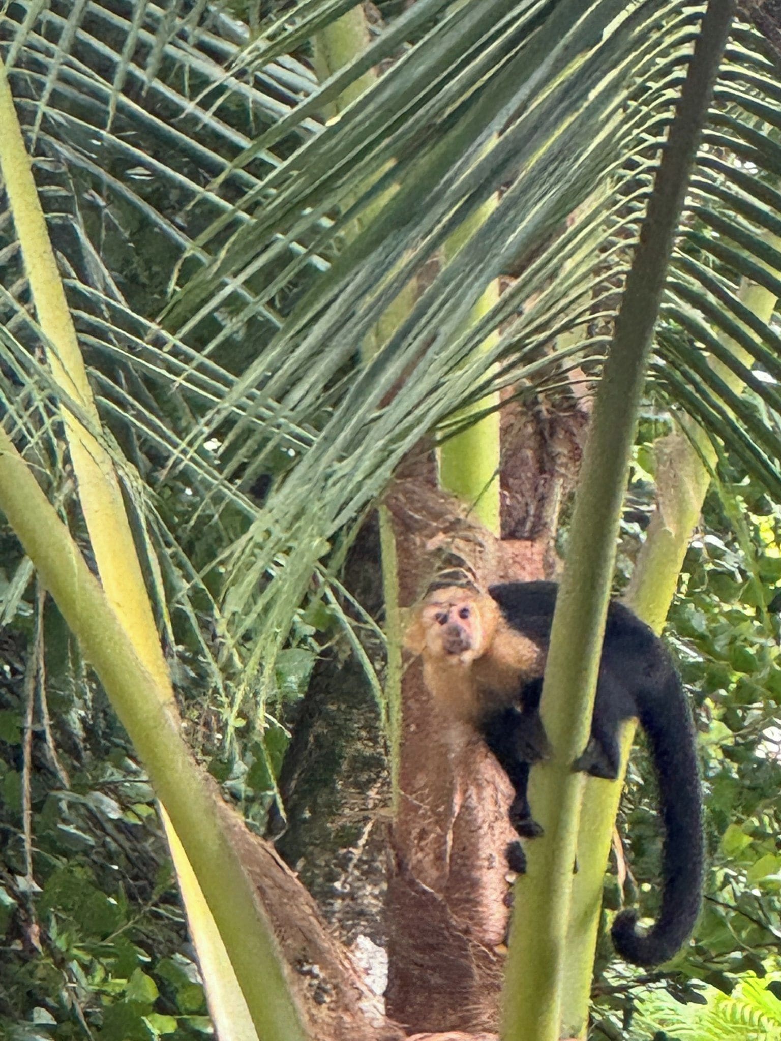 A monkey climbing a tree.