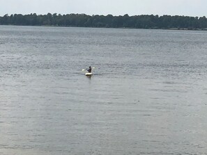 A person kayaking on a calm body of water with a forested shoreline in the background. - 4-bedroom house with AC in charming Crosby (Crosby)