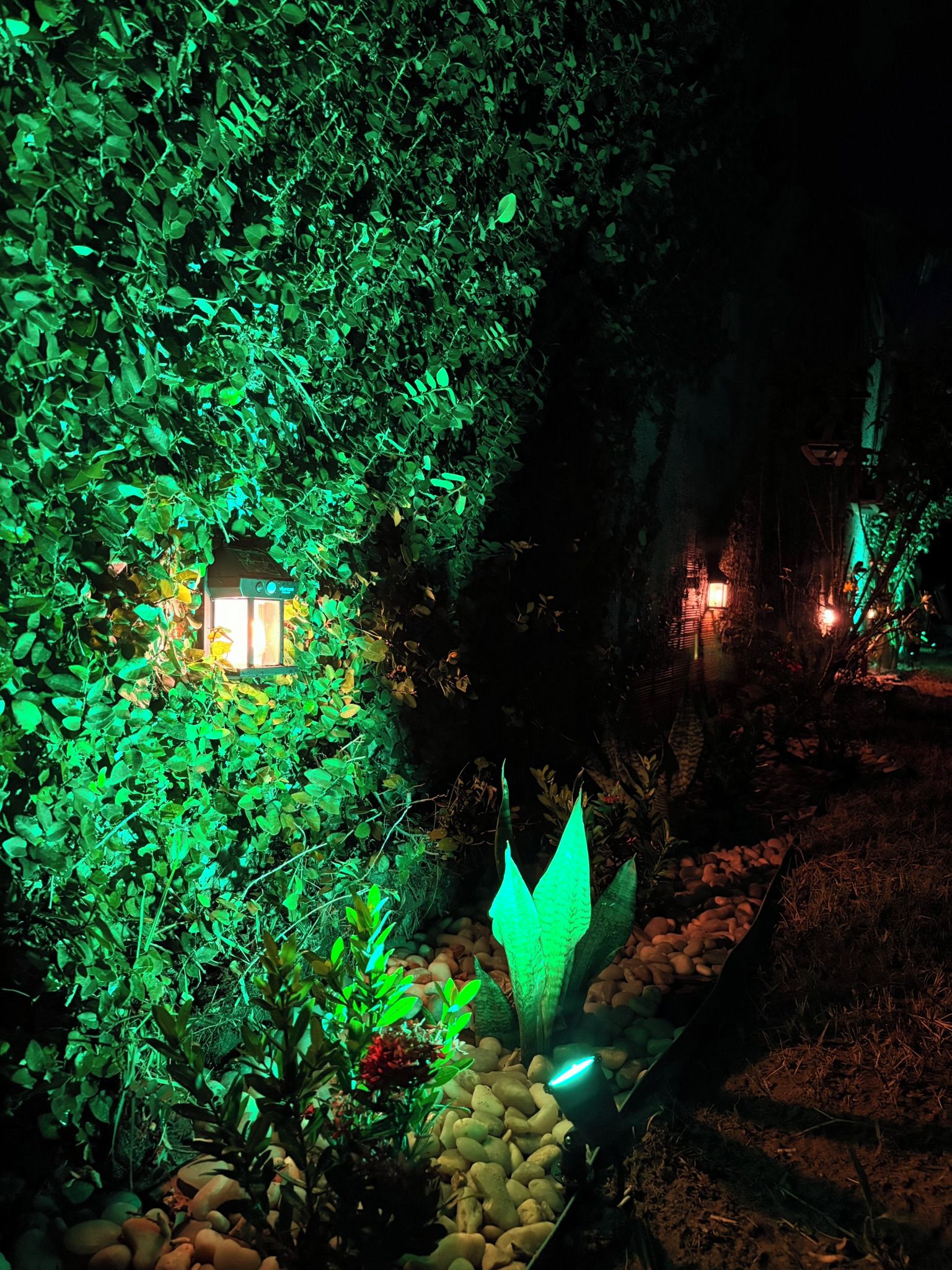 Een tuin 's nachts met verlichte planten en een pad.