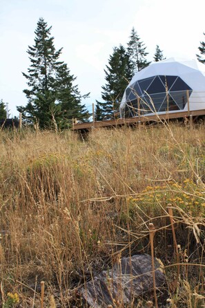 A geodesic dome structure amidst a field with tall grasses and trees in the background.